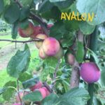 Avalon