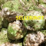 Sellerirot med tekst